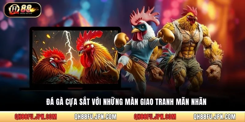 Đá gà cựa sắt với những màn giao tranh mãn nhãn