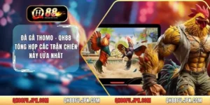 Đá Gà Thomo -  QH88 Tổng Hợp Các Trận Chiến Nảy Lửa Nhất
