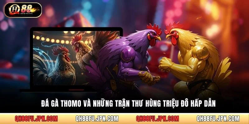 Đá gà Thomo và những trận thư hùng triệu đô hấp dẫn